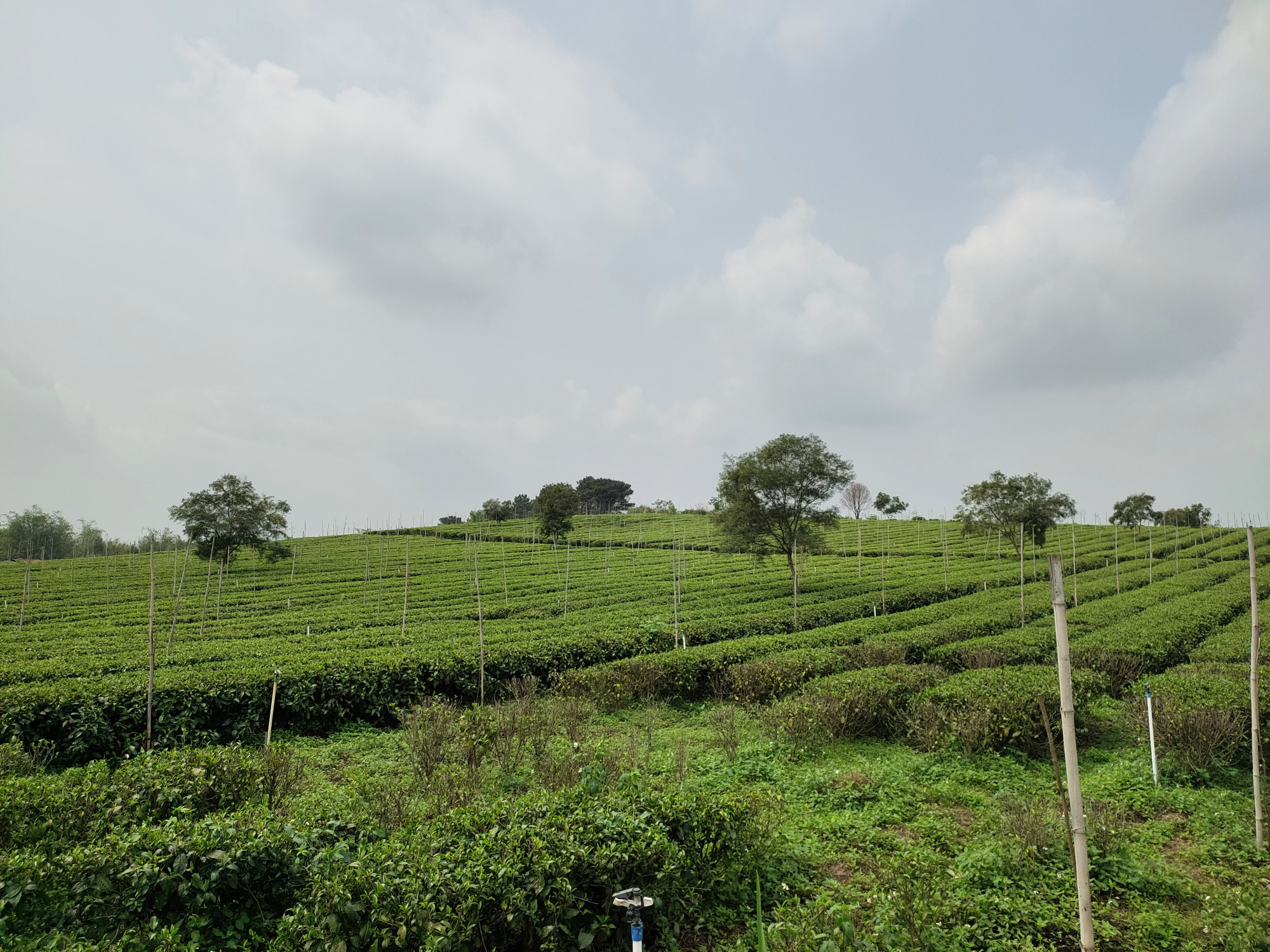春茶堪摘!英红九号茶园一派忙碌景象