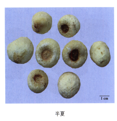 执业中药师每日一药——半夏