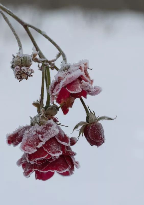 送你难得一见的雪中花,美呆了!