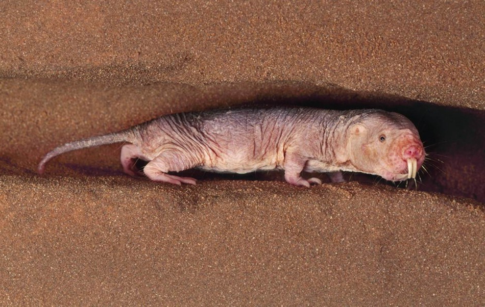 这样一只奇丑无比的小老鼠,可以让人类延长寿命到200岁!