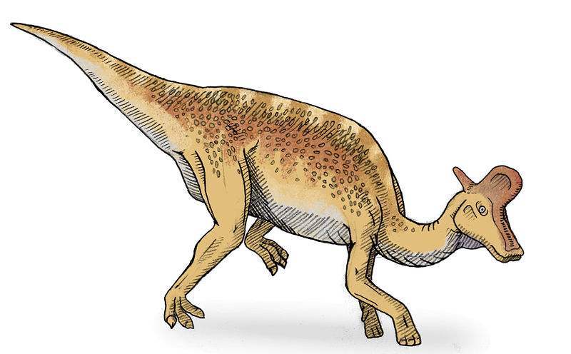 蒙大拿角龙,棘鼻青岛龙,兰伯龙的介绍