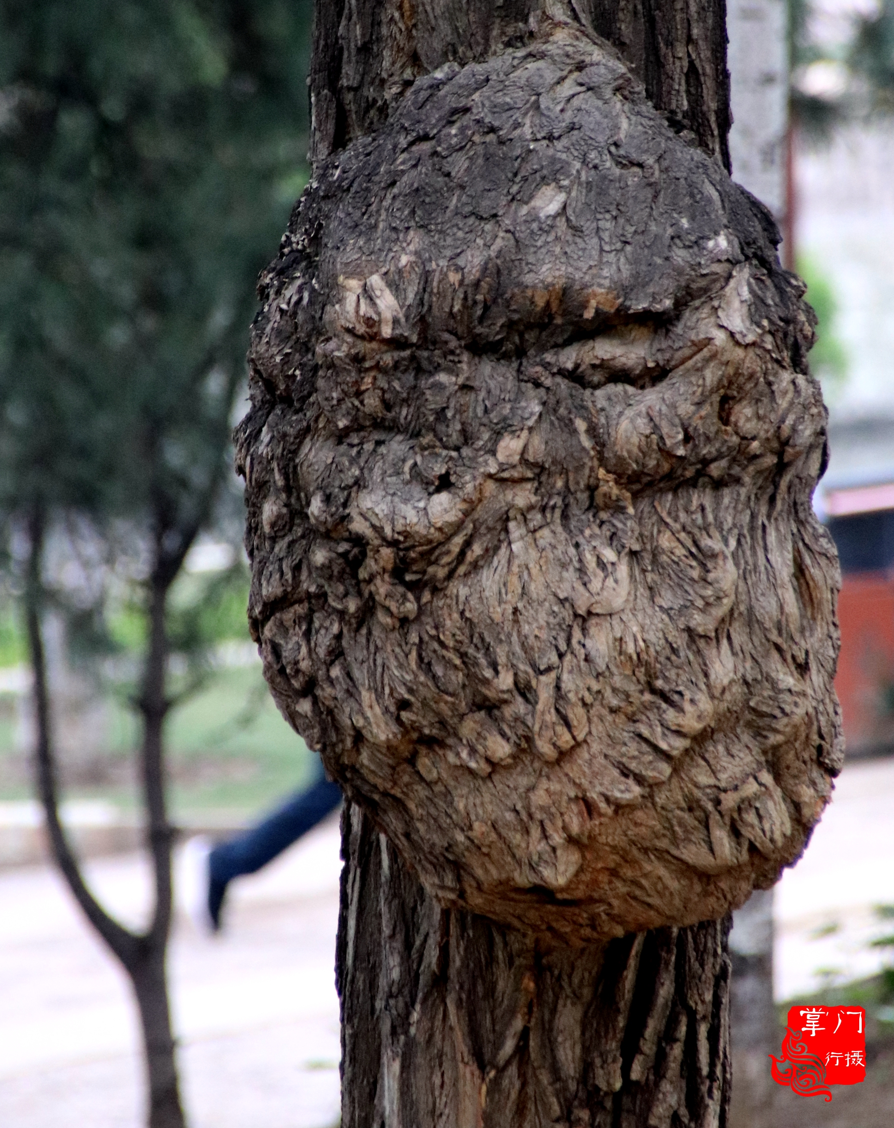 树疙瘩价格 - 2020年最新商品信息聚合专区 - 百度爱采购