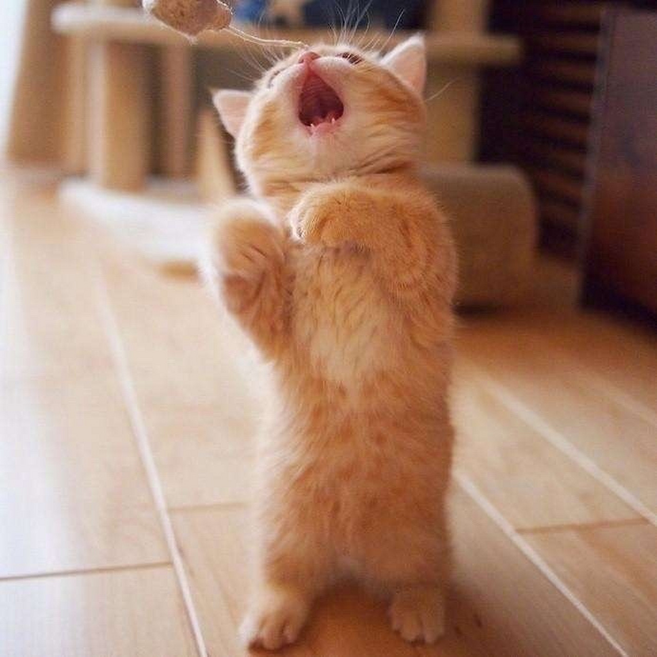 万物皆可云#【云吸猫】软萌可爱哒小橘猫,萌化你的心