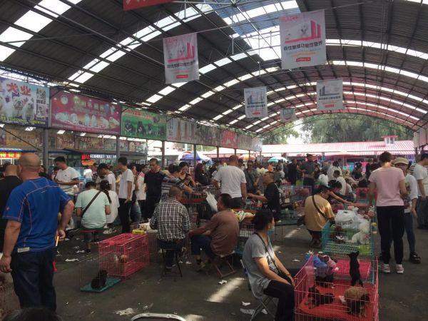 全国最大!鞍山宠物市场引来国外"海淘"