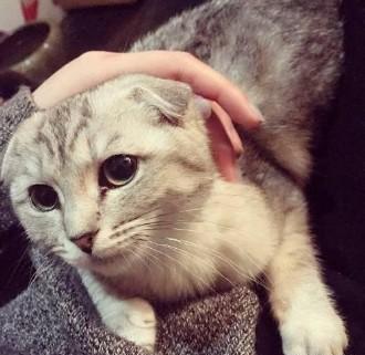 猫咪跳到身上,用小脑袋蹭你胸膛或是蹭手是在讨摸头噢,就想你摸摸它