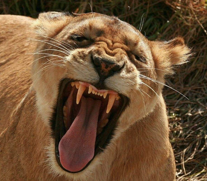 开心会"传染",来看看动物们"欢乐大笑"的表情