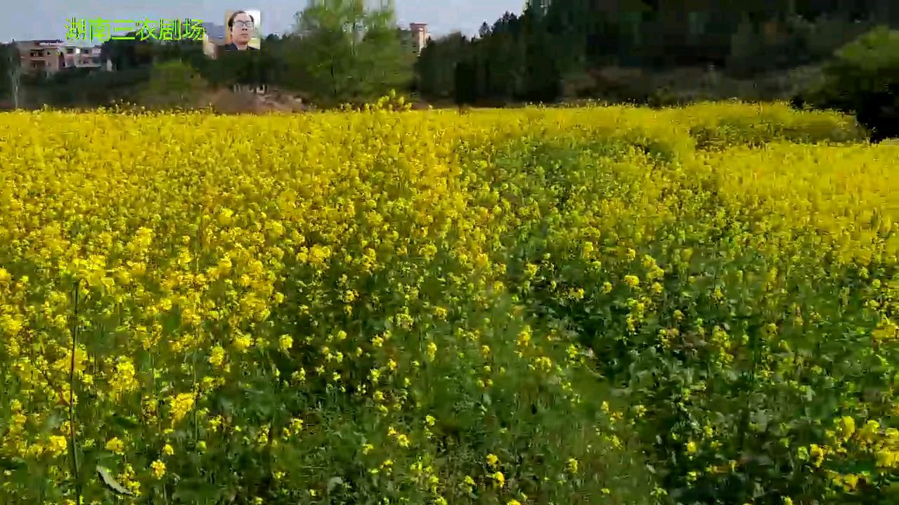 湖南农村的撒播油菜,种植油菜和野油菜哪个更好看