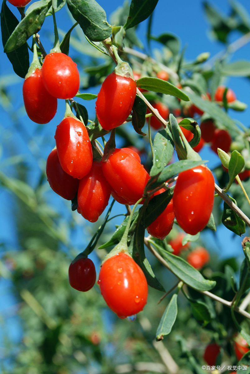 枸杞功效③明目  枸杞含有胡萝卜素和维生素a,这两种