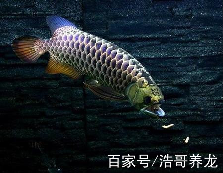 龍魚品種系列—過背金龍魚