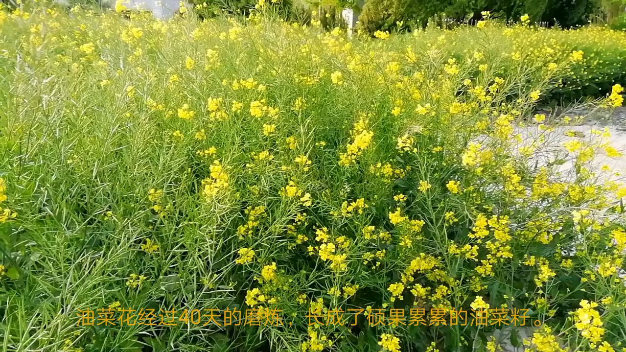 油菜花长成了硕果累累的油菜籽