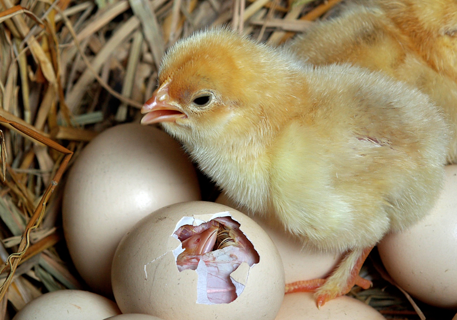 孵化小鸡15天图片图片