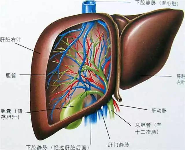 肝脏右叶图片图片