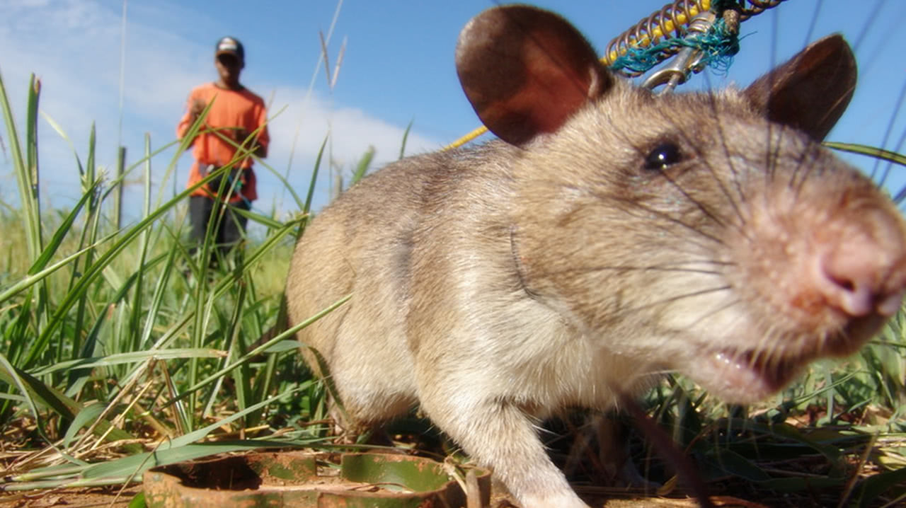 世界上"最大的老鼠":成年后身长能达一米多,天生的排雷高手!