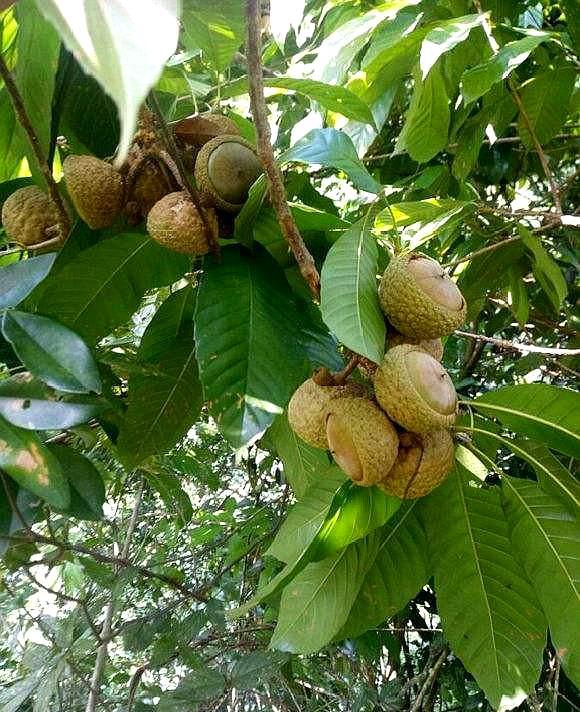 农村叫做"风流果"的果实,有着滋阴补肾的效果,知道的人不多