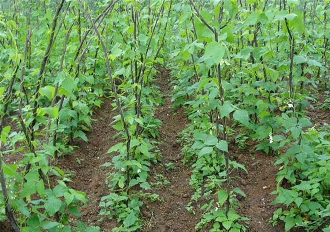 松松聊农业:四季豆是家中常吃的蔬菜,应该怎样种植呢?