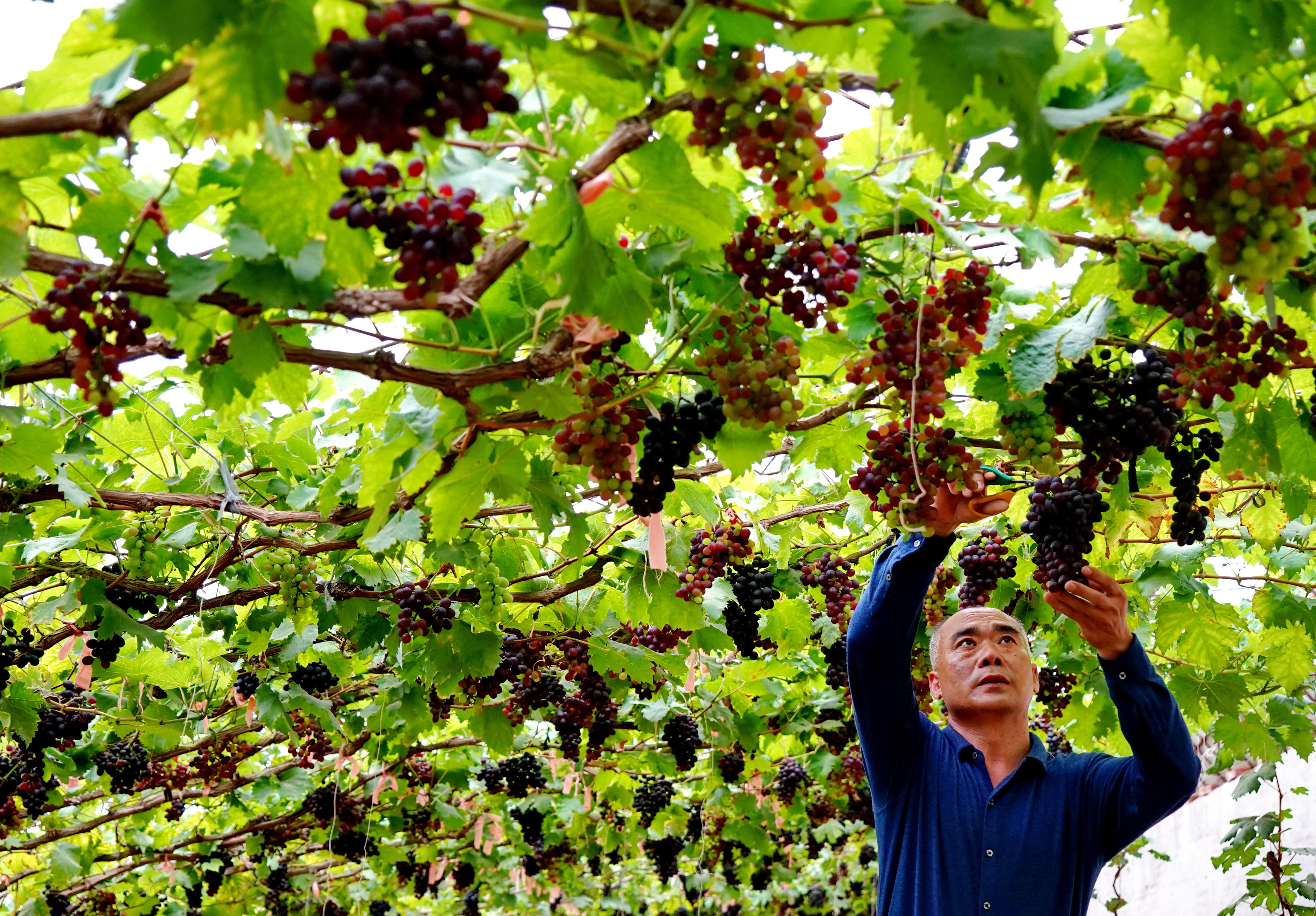 种植葡萄促增收