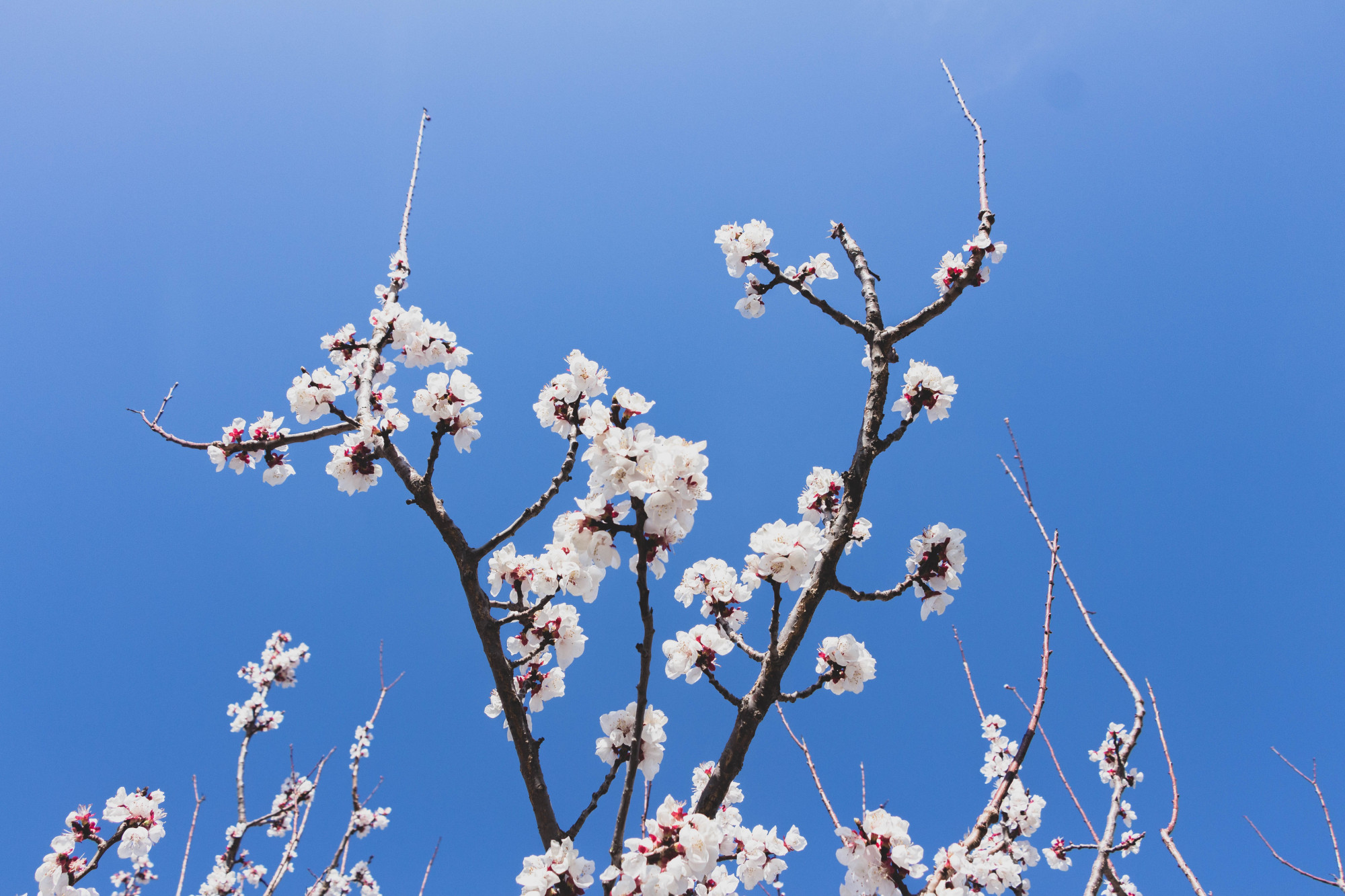 实拍奥森杏花盛开,佳木斯市市花,不仅好看还能美容