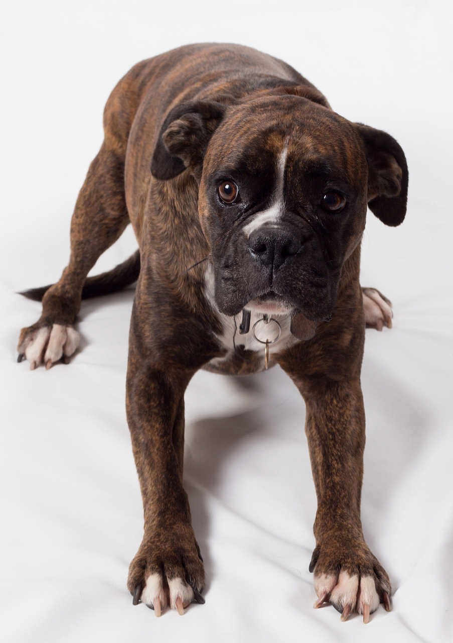 比特体型大,肌肉发达,是勇敢顽强的斗士;斯塔则紧凑温和, 是你贴心的