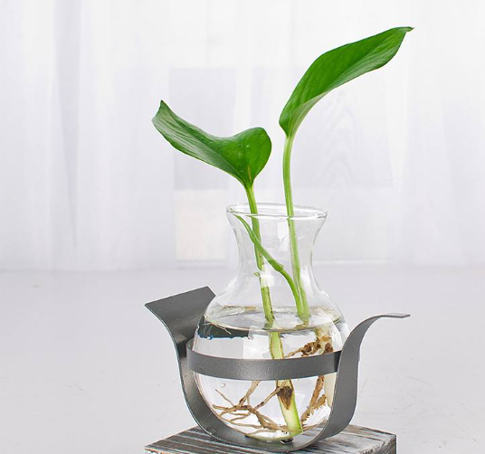 水培绿萝很简单,用矿泉水瓶也行