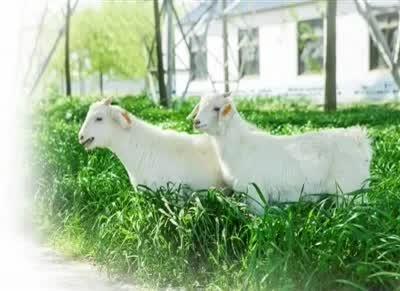 海门山羊走上标准化发展之路 海门将举办第二届伏羊节