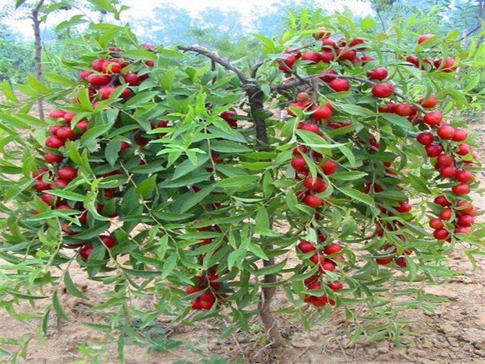 可以和梅花相媲美的郁李,花开似锦,果实鲜红,果仁更是一味中药