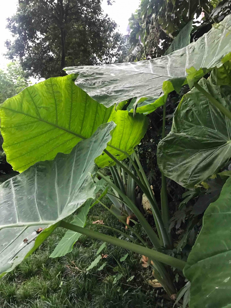 大野芋,能祛痰,还能治中风