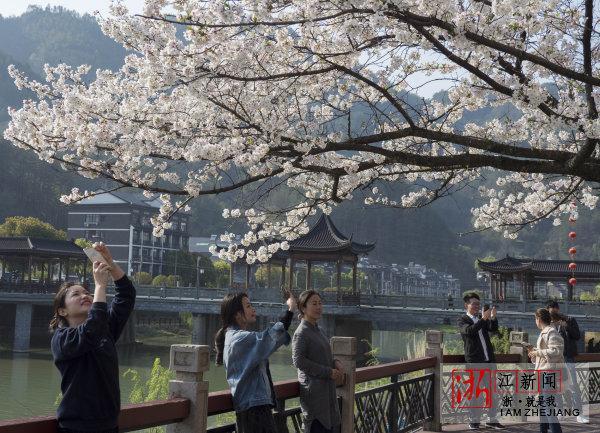 景宁:鹤溪河畔樱盛开