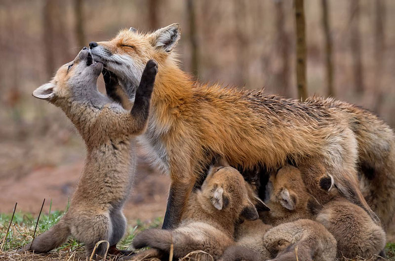 尽职尽责的狐狸母亲多次往返于兽穴,给她的婴儿送食物,喂奶.