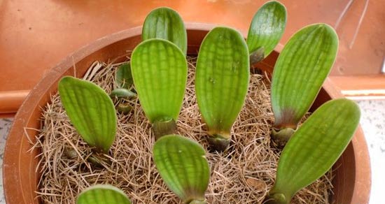 君子兰"割皮"育种,1天就发芽,15天可盆栽,"今天"是第30天