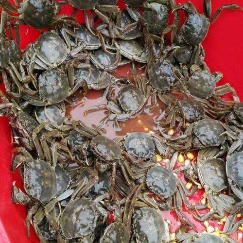 老蟹民:9月挑选河蟹时,牢记这3点,满膏满黄,一挑一个准