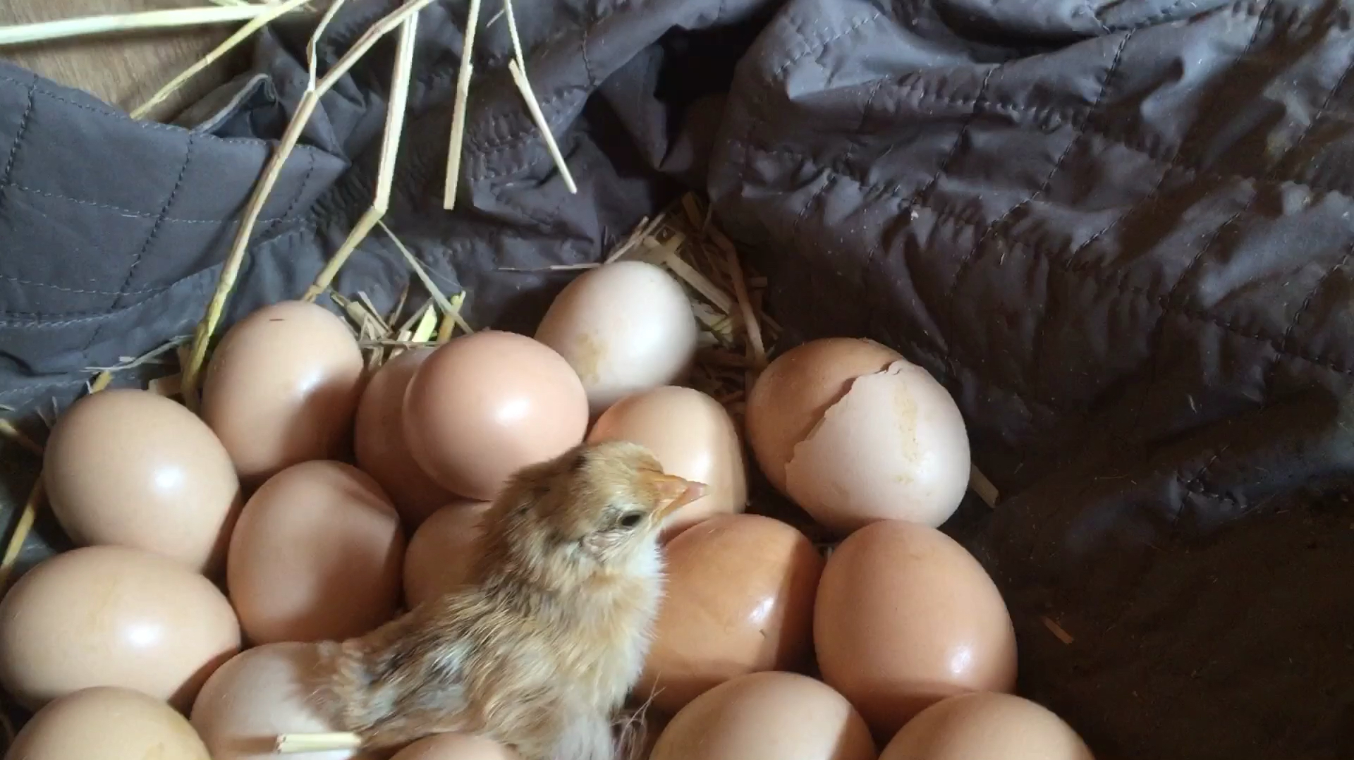 小鸡孵化出来,鸡妈妈就把蛋壳整齐叠放旁边,太有爱了