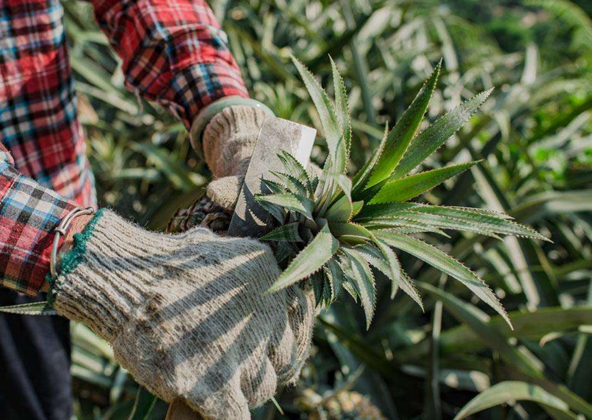 菠萝怎么种植方法(菠萝怎么种植方法视频)