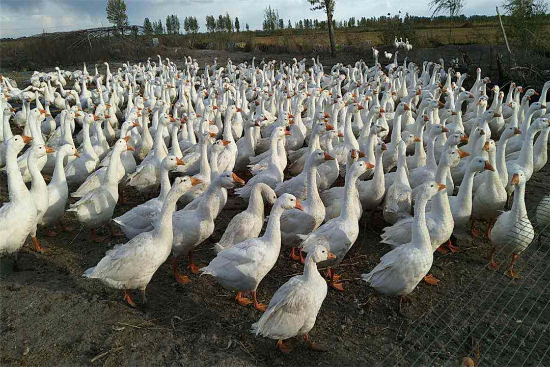 肉鹅养殖要注意品种的选择,合理的饲料配比,以及整体的生长环境