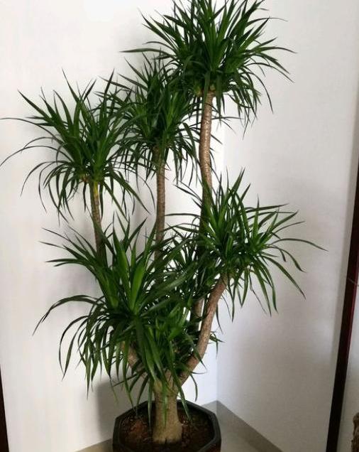 养龙血树,学会"1招",一盆变两盆,呼呼冒侧芽!