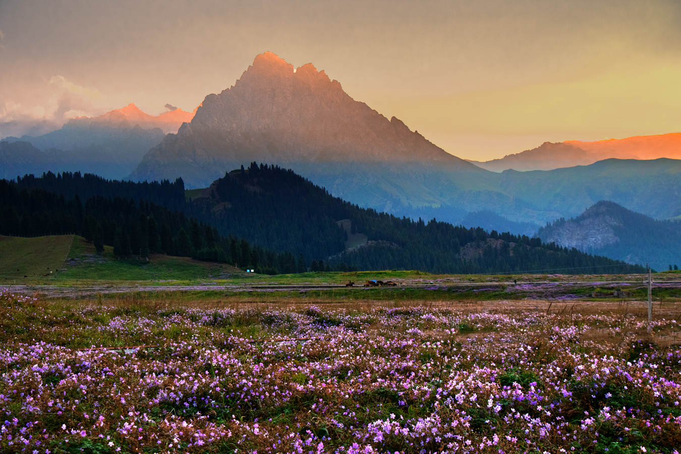风景写实——鹿角湾的烂漫山花