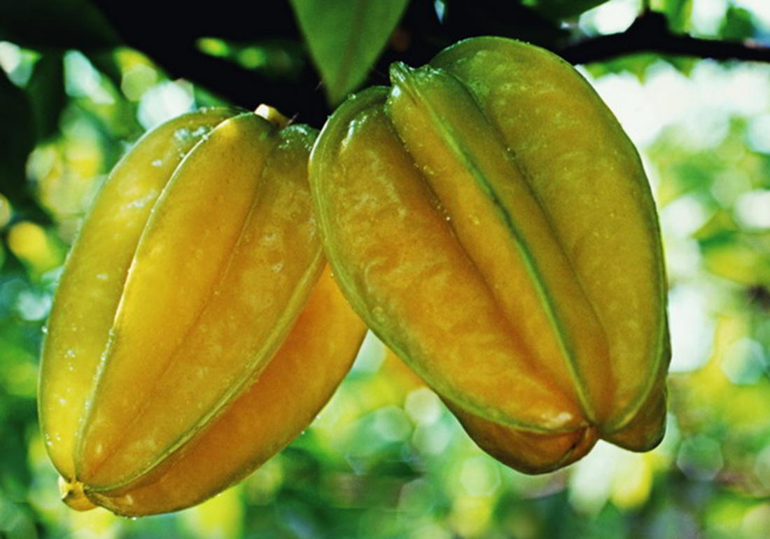 杨桃- 优质问答专区