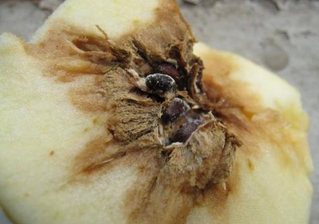 苹果花期受冻后,当心预防霉心病!症状有哪些?用什么药防治好?