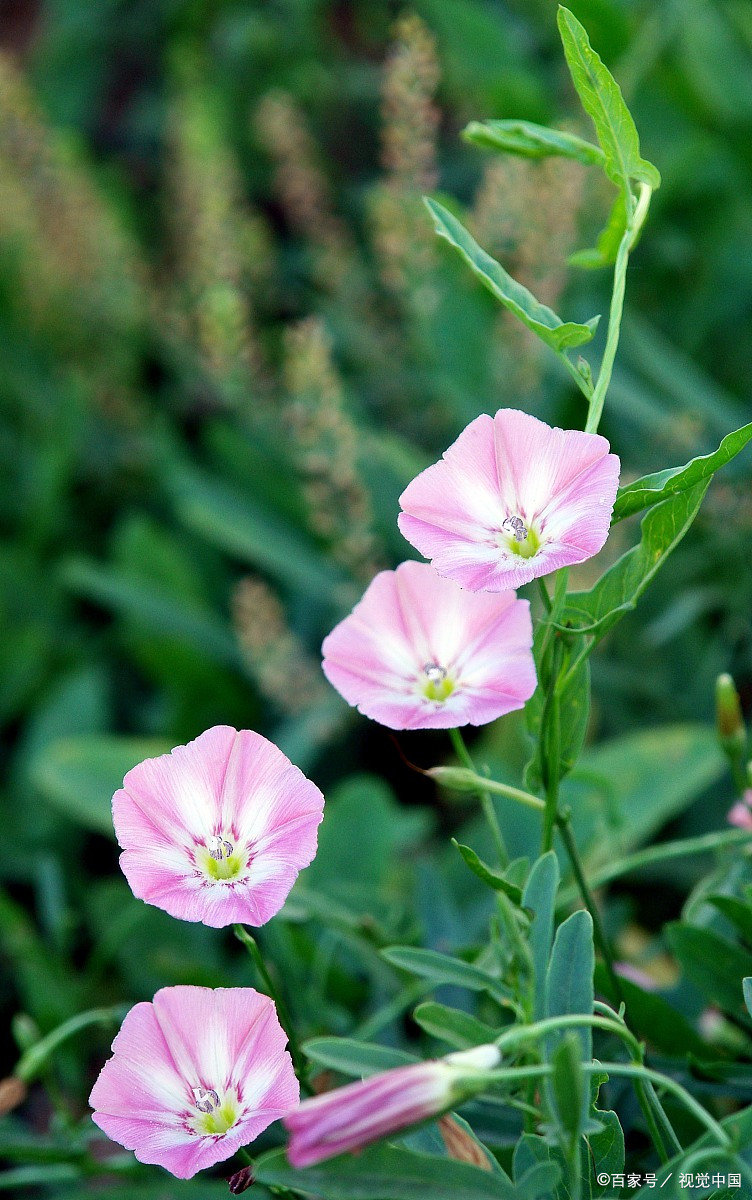 打碗碗花花朝天开