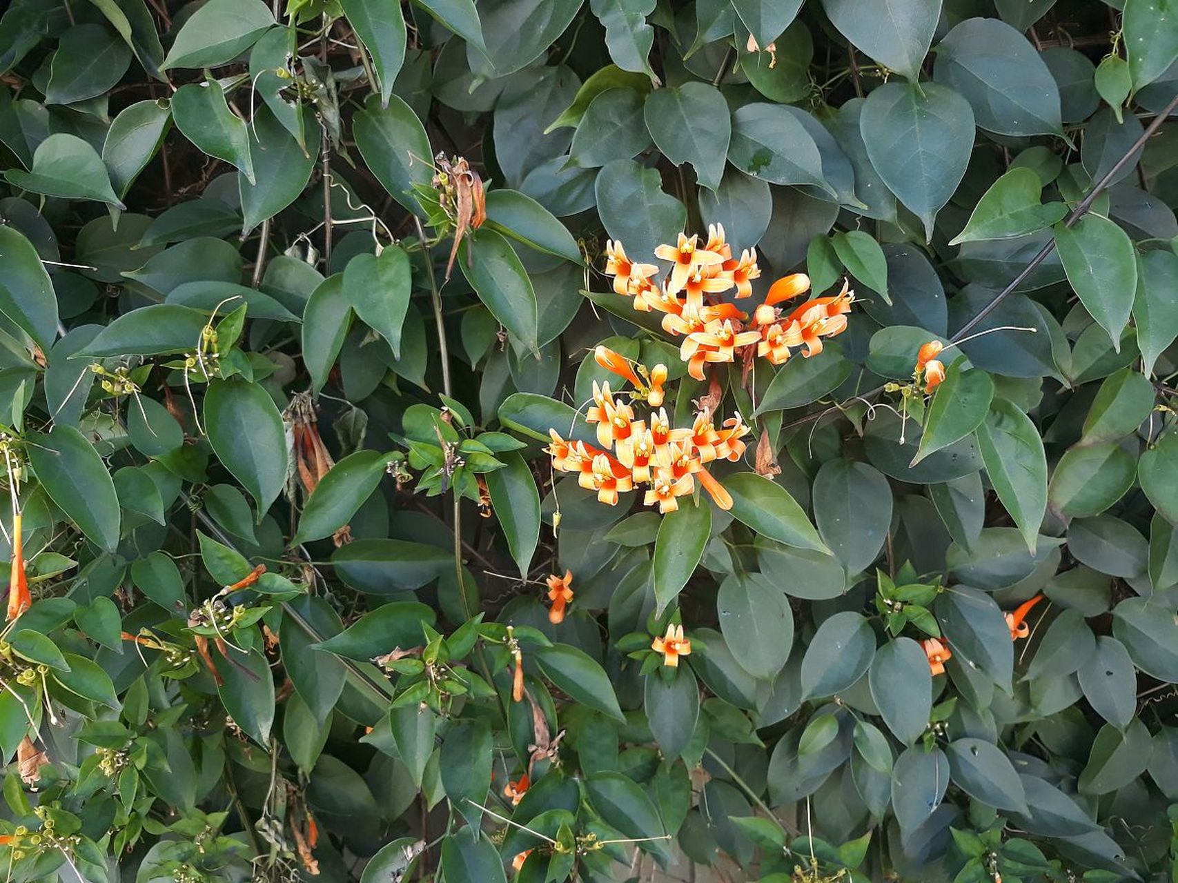 [原文:桂花佛顶珠:芳香之珠的园