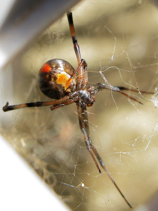 动物小百科:关于黑寡妇你不得不知道的知识!