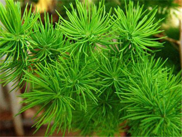 蓬莱松这种盆景要怎么养殖?养殖的时候需要注意什么?