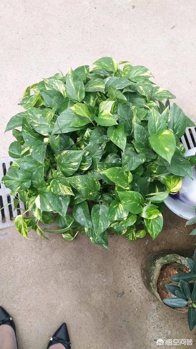 花叶绿萝该如何养?只需要注意一点,想让它枝繁叶茂很简单!