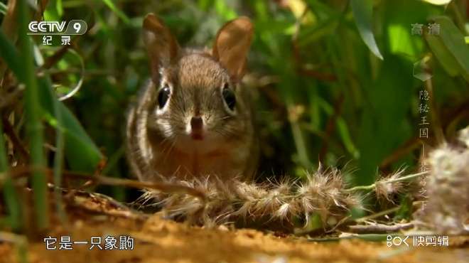 [图]和孩子一起看-纪录片：象鼩的觅食之路