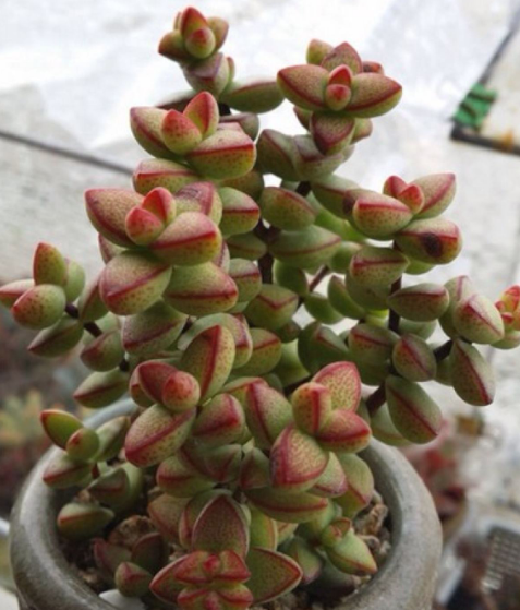 小串串多肉半球星乙女