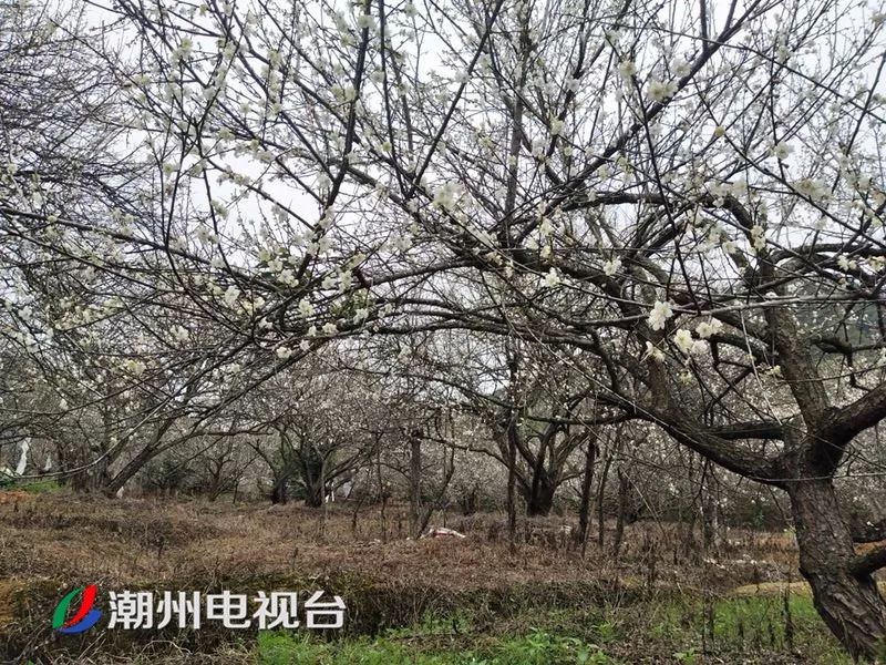 潮州饶平梅花迎来最美花期,周末赏花走起