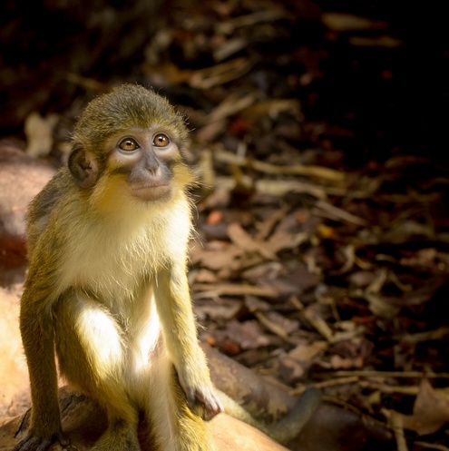 侏长尾猴知识免费科普,看一看你了解多少?