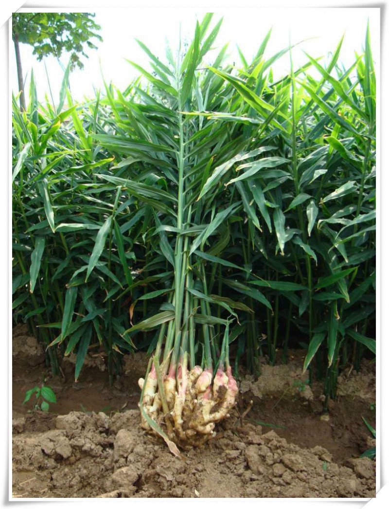 生姜竟然有这么多作用,不知道你就亏了!