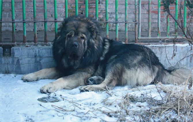 高大威猛的高加索犬性格剖析,想要养一只吗?