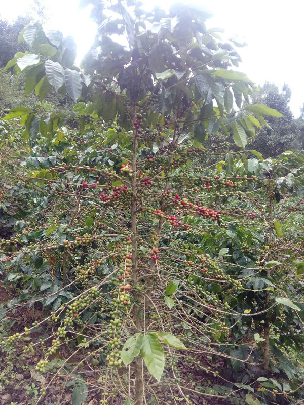 这一树的小青豆红豆,是啥?