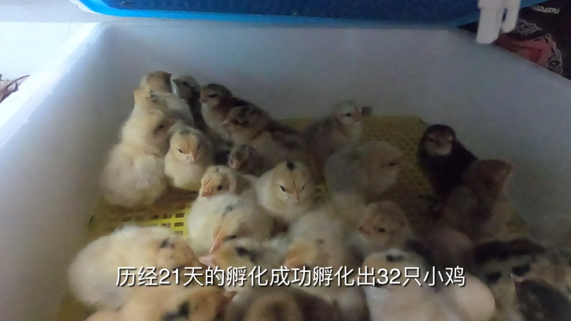 农村小伙2019年最后一次孵化小鸡,孵化成功率高达百分之九十
